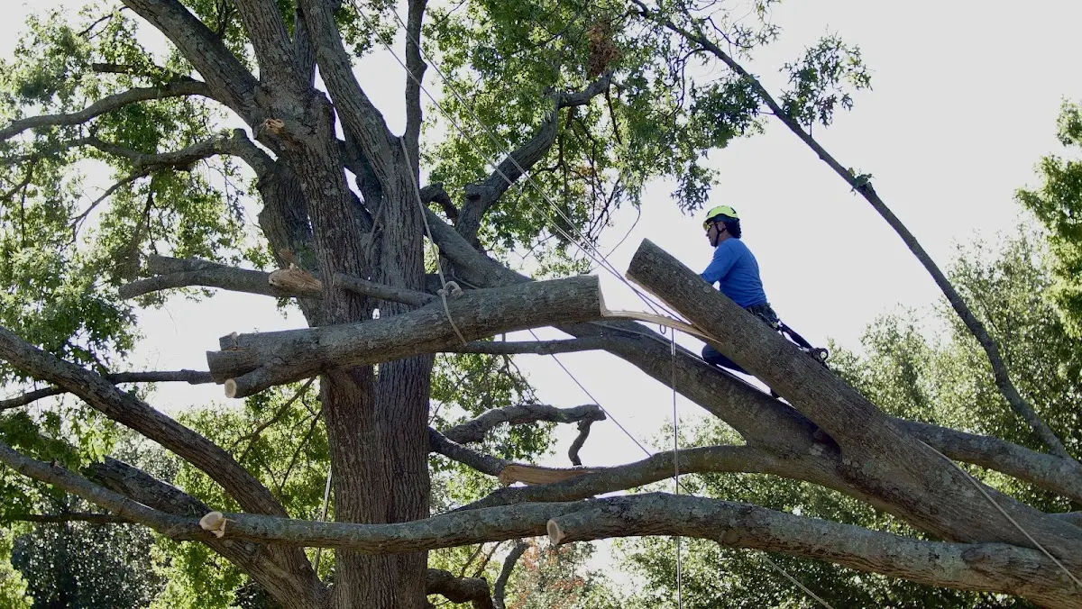 Professional Hazardous Tree Removal performed by certified arborists in Adams Center
